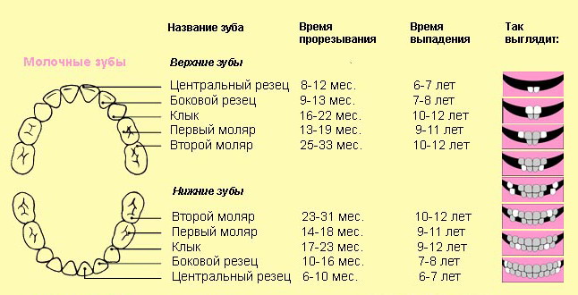 Схема прорезывания зубов у детей