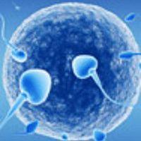 Мужские аспекты планирования зачатия - результаты спермограммы